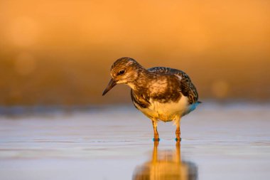 Su kuşu Turnstone. Doğa arka planı. Kuş: Ruddy Turnstone. Arenaria interpres