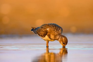 Su kuşu Turnstone. Doğa arka planı. Kuş: Ruddy Turnstone. Arenaria interpres