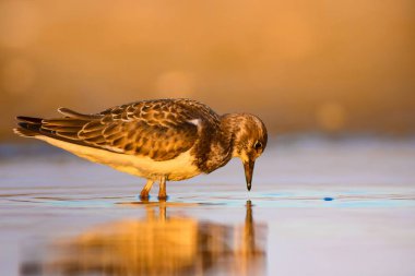 Su kuşu Turnstone. Doğa arka planı. Kuş: Ruddy Turnstone. Arenaria interpres
