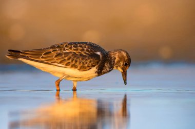 Su kuşu Turnstone. Doğa arka planı. Kuş: Ruddy Turnstone. Arenaria interpres