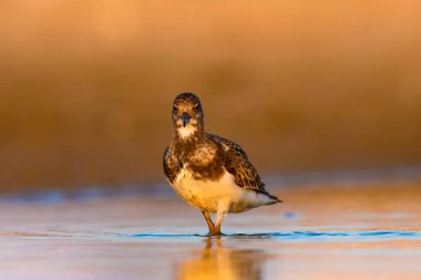 Su kuşu Turnstone. Doğa arka planı. Kuş: Ruddy Turnstone. Arenaria interpres