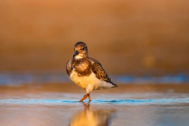 Su kuşu Turnstone. Doğa arka planı. Kuş: Ruddy Turnstone. Arenaria interpres