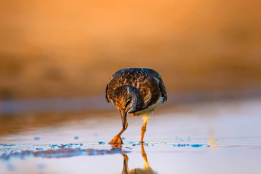 Su kuşu Turnstone. Doğa arka planı. Kuş: Ruddy Turnstone. Arenaria interpres