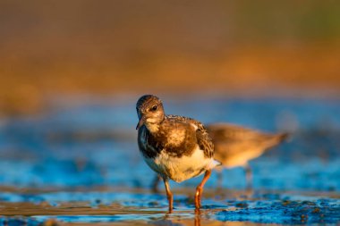 Su kuşu Turnstone. Doğa arka planı. Kuş: Ruddy Turnstone. Arenaria interpres
