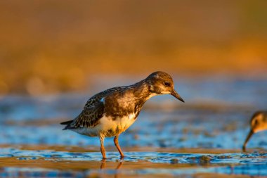 Su kuşu Turnstone. Doğa arka planı. Kuş: Ruddy Turnstone. Arenaria interpres