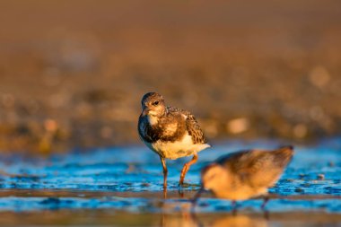 Su kuşu Turnstone. Doğa arka planı. Kuş: Ruddy Turnstone. Arenaria interpres