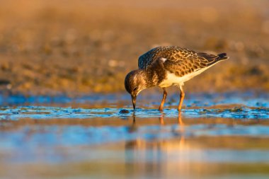 Su kuşu Turnstone. Doğa arka planı. Kuş: Ruddy Turnstone. Arenaria interpres