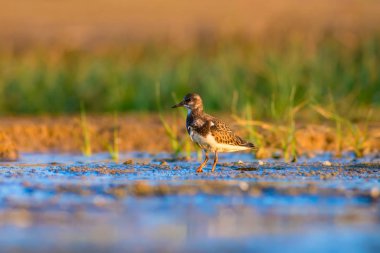 Su kuşu Turnstone. Doğa arka planı. Kuş: Ruddy Turnstone. Arenaria interpres