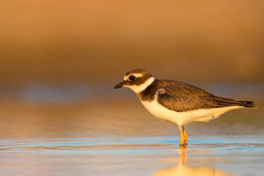 Doğa ve kuş. Sevimli küçük su kuşu. Renkli doğa arka plan. Kuş: Ortak Halkalı Yağmurcun. 