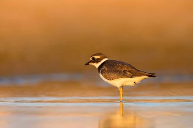 Doğa ve kuş. Sevimli küçük su kuşu. Renkli doğa arka plan. Kuş: Ortak Halkalı Yağmurcun. 