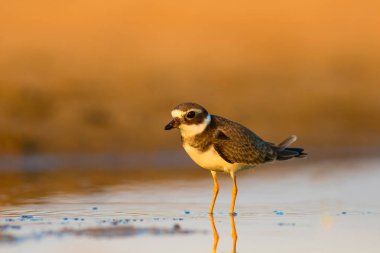 Doğa ve kuş. Sevimli küçük su kuşu. Renkli doğa arka plan. Kuş: Ortak Halkalı Yağmurcun. 