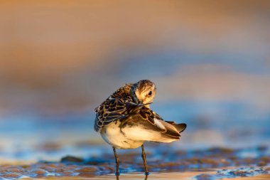 Sevimli küçük kıyı kuşu. Küçük Stint. Renkli doğa habitat arka plan.