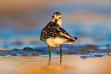 Sevimli küçük kıyı kuşu. Küçük Stint. Renkli doğa habitat arka plan.
