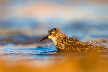 Sevimli küçük su kuşu. Renkli doğa arka plan. 