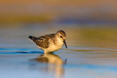 Sevimli küçük su kuşu. Renkli doğa arka plan. 