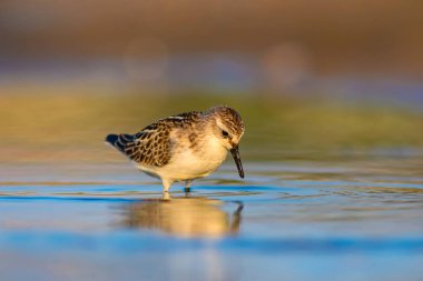 Sevimli küçük su kuşu. Renkli doğa arka plan. 