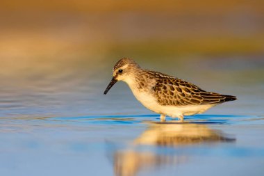 Sevimli küçük su kuşu. Renkli doğa arka plan. 