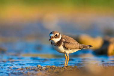 Doğa ve kuş. Sevimli küçük su kuşu. Renkli doğa arka plan. Kuş: Ortak Halkalı Yağmurcun. 