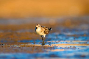 Sevimli küçük su kuşu. Renkli doğa arka plan. 