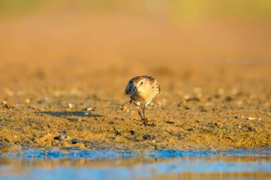 Su ve su kuşu. Sandpiper. Renkli doğa habitat arka plan. Ortak su kuşu: Curlew Sandpiper. 