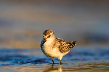 Sevimli küçük su kuşu. Renkli doğa arka plan. 