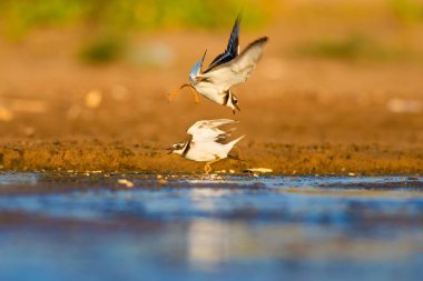 Tatlı küçük su kuşu. Doğa geçmişi. Kuş: ortak Ringed Plover. Ali özçelik