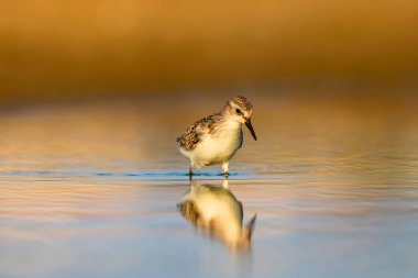 Sevimli küçük su kuşu. Renkli doğa arka plan. 