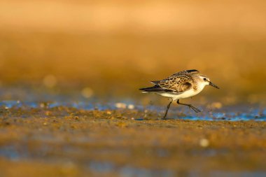 Sevimli küçük su kuşu. Renkli doğa arka plan. 