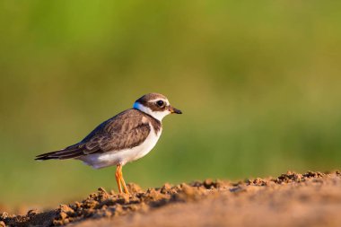Tatlı küçük su kuşu. Doğa geçmişi. Kuş: ortak Ringed Plover. Ali özçelik