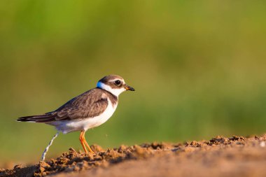 Tatlı küçük su kuşu. Doğa geçmişi. Kuş: ortak Ringed Plover. Ali özçelik