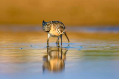 Su ve su kuşu. Sandpiper. Renkli doğa habitat arka plan. Ortak su kuşu: Curlew Sandpiper. 