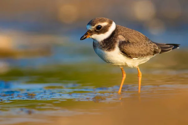 Nature and bird. Cute little water bird. Colorful nature background. Bird: Common Ringed Plover.