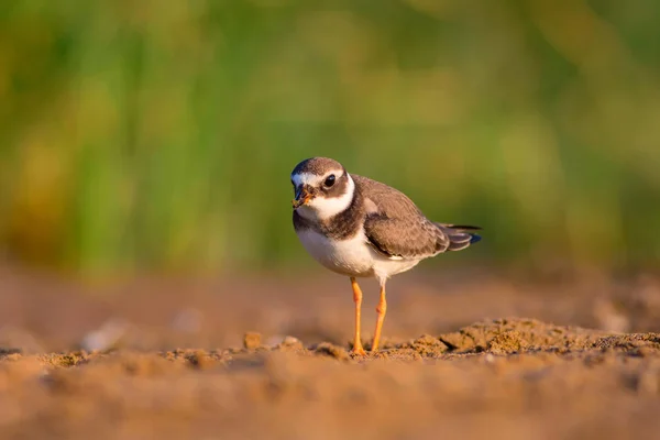 Nature and bird. Cute little water bird. Colorful nature background. Bird: Common Ringed Plover.