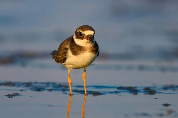 Nature and bird. Cute little water bird. Colorful nature background. Bird: Common Ringed Plover.