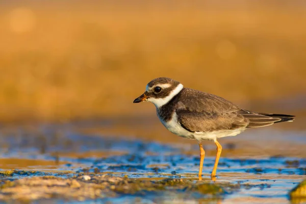 Nature Oiseau Joli Petit Oiseau Eau Fond Naturel Coloré Oiseau — Photo