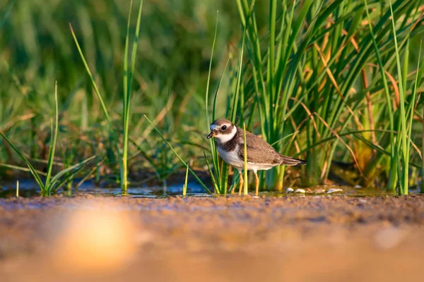 Nature and bird. Cute little water bird. Colorful nature background. Bird: Common Ringed Plover.