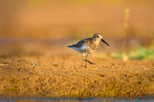 Colorful Nature Water Bird Colorful Nature Habitat Background Bird Curlew — Stock Photo, Image