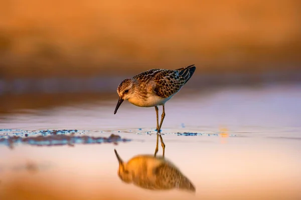 Cute Little Shore Bird Little Stint Colorful Nature Habitat Background — Stock Photo, Image