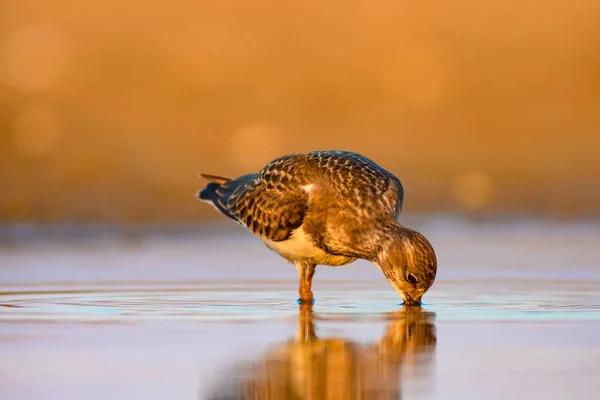 Víz Madár Turnstone Természet Háttere Madár Ruddy Turnstone Arenaria Interpres — Stock Fotó