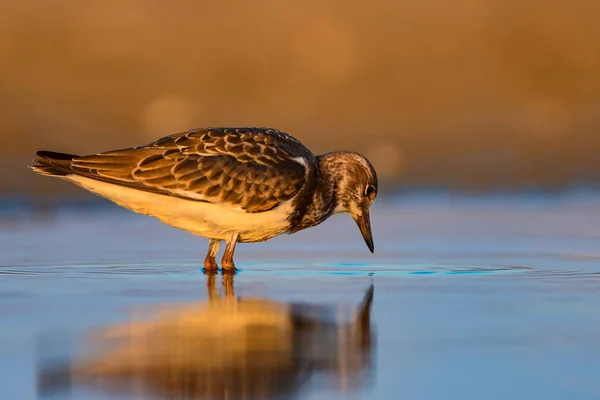 Pássaro Água Turnstone Fundo Natureza Ruddy Turnstone Arenaria Interpres — Fotografia de Stock