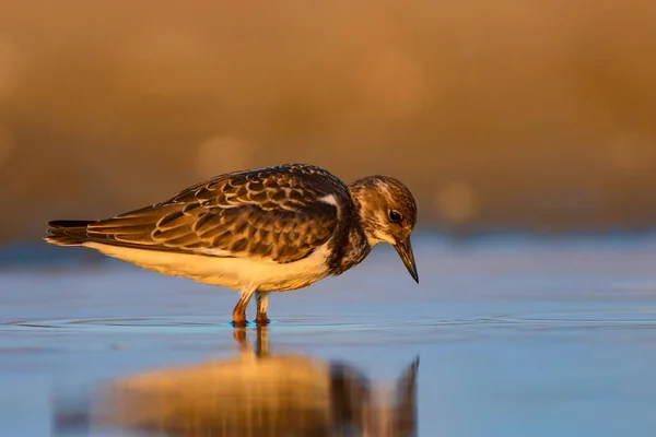 Woda Ptak Turnstone Tło Przyrodnicze Ptak Ruddy Turnstone Arenaria Interpres — Zdjęcie stockowe