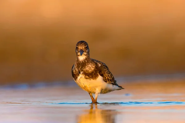 Water Vogel Turnstone Natuur Achtergrond Vogel Ruddy Turnstone Arenaria Interpres — Stockfoto