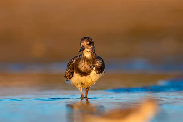 Woda Ptak Turnstone Tło Przyrodnicze Ptak Ruddy Turnstone Arenaria Interpres — Zdjęcie stockowe