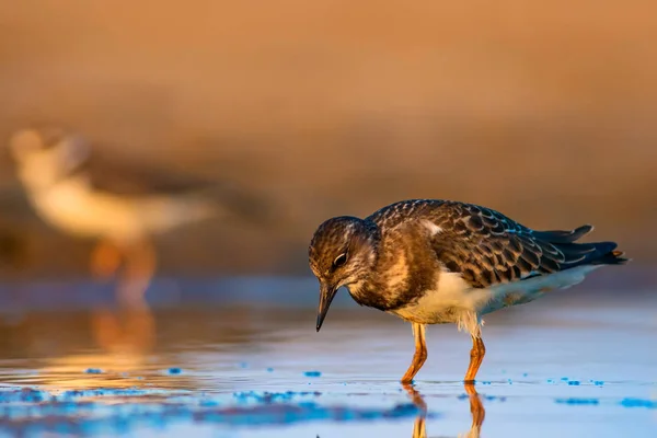 Woda Ptak Turnstone Tło Przyrodnicze Ptak Ruddy Turnstone Arenaria Interpres — Zdjęcie stockowe