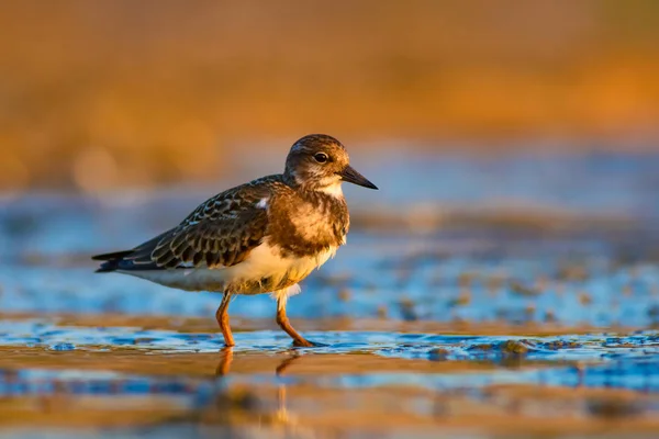 Pássaro Água Turnstone Fundo Natureza Ruddy Turnstone Arenaria Interpres — Fotografia de Stock