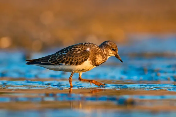 Oiseau Eau Turnstone Fond Naturel Oiseau Ruddy Turnstone Arenaria Interprète — Photo