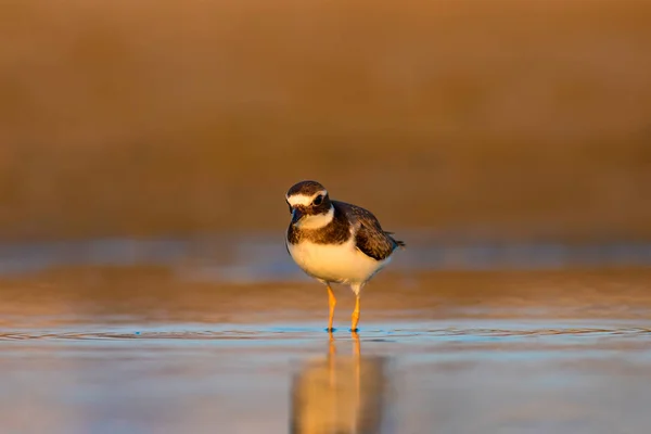 Naturaleza Aves Lindo Pajarito Fondo Colorido Naturaleza Pájaro Chorro Anillado — Foto de Stock