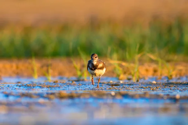 水鳥ターンストーン 自然の背景 ラディターンストーン アレンナリアインタープレ — ストック写真