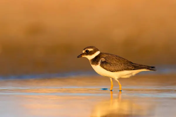 Nature and bird. Cute little water bird. Colorful nature background. Bird: Common Ringed Plover.