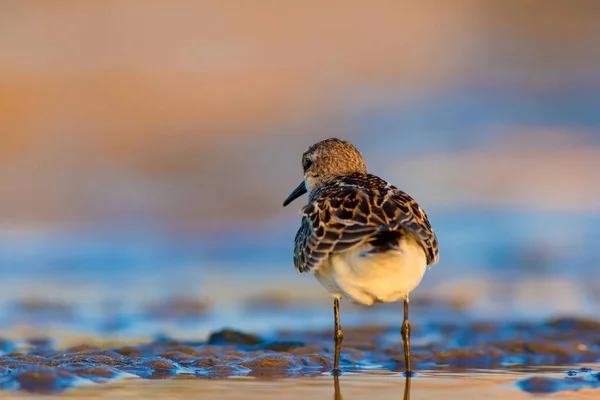 Grazioso Uccellino Riva Piccolo Stint Natura Variopinta Habitat Sfondo — Foto Stock
